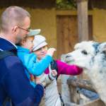 Alpaka mit Besucher im Zoo Salzburg