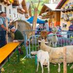 Alpakas und Schafe beim Bauernherbst Wagrain